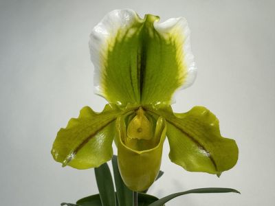 Nahaufnahme einer Paphiopedilum-Orchidee mit auffälliger Blüte: oberes Kelchblatt leuchtend grün mit weißem Rand und dunkler Mittellinie. Seitliche Blütenblätter glänzend lindgrün mit dunklen Adern. Unten grüne Blätter.